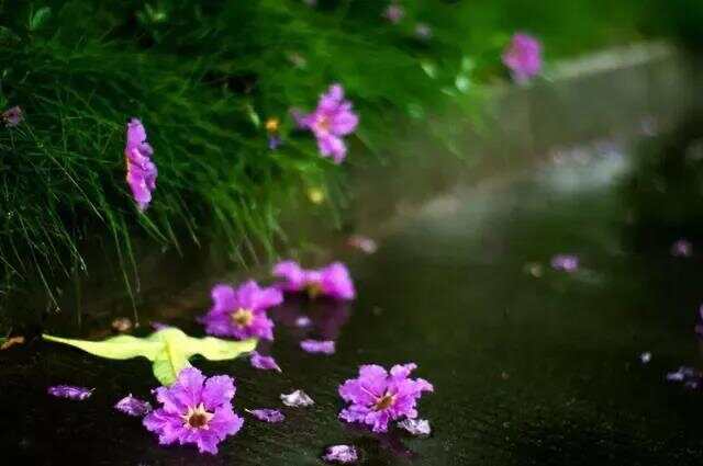 暮雨不来春不去，花满地月朦胧胧打一准确生肖，构建解答解释落实_j7r32.44.99